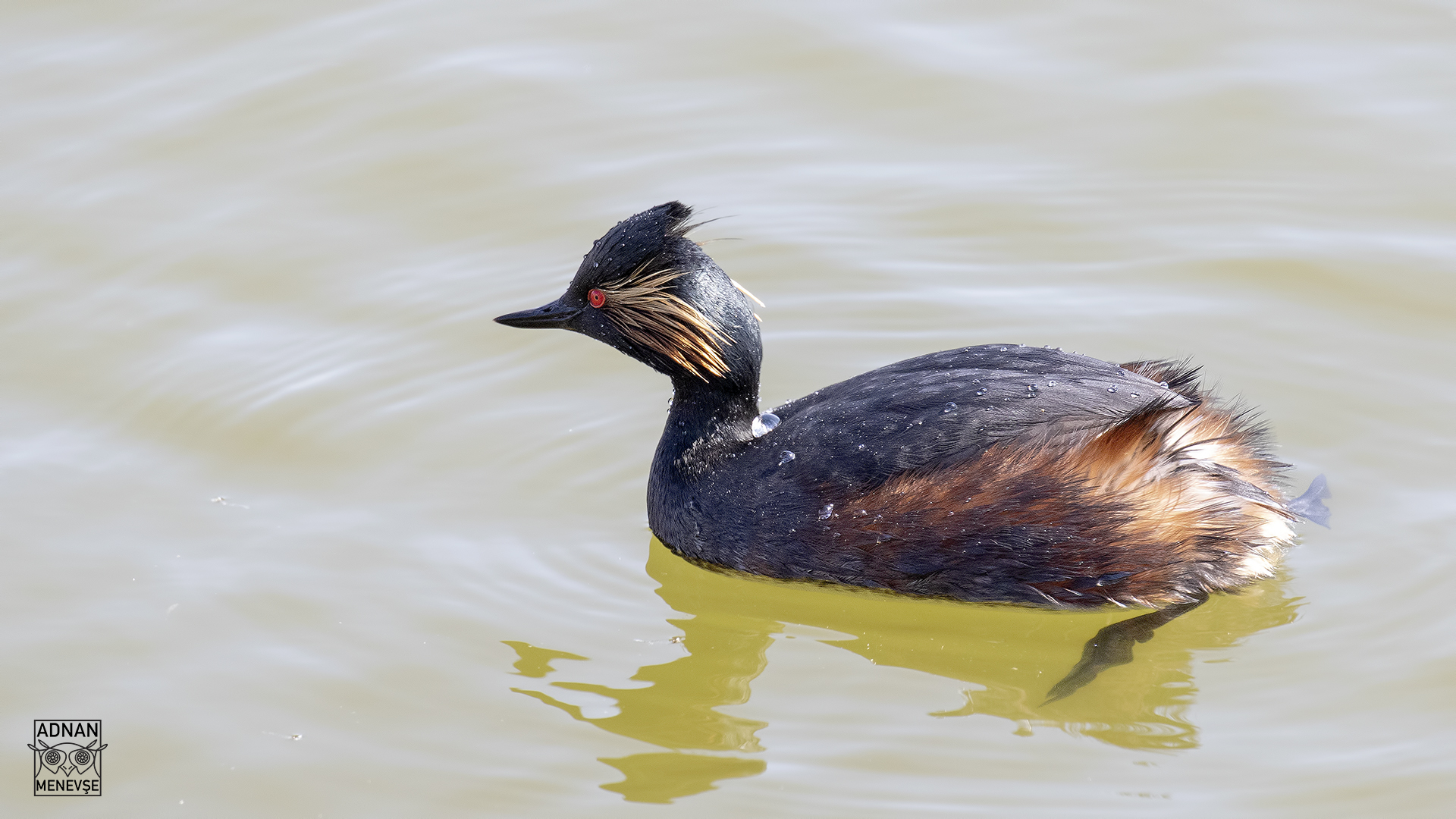Eared Grebe
